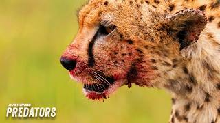 Cheetha Brothers Tag Team A Takedown! | Wildlife Icons 101