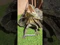 DINOSAURIO EN LA ACTUALIDAD #shorts