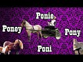 Las 15 Razas de Poni Mas POPULARES Del Mundo (Ponys)🐴-Del Cerro Soy