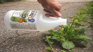 She Put Vinegar In One Of Her Garden Plants, What Happened In 1 Minute Is Incredible