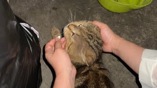 帮流浪猫喂驱虫药平常很霸道的猫不肯吃用手喂不知道怕不怕