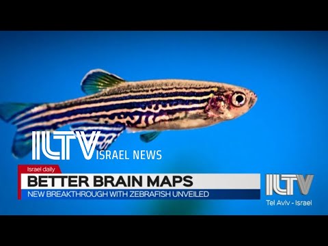 New breakthrough with zebrafish unveiled