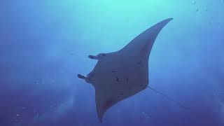 Giant Manta Serenity 10 Hours Soothing Relaxing Music for Sleep Study