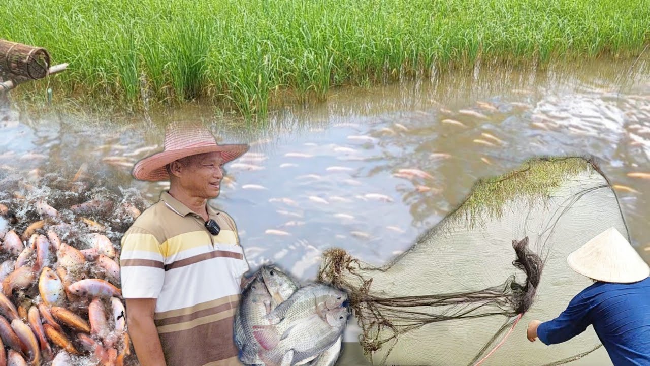 ปลานิลออกลูกเองเต็มทุ่งนาก็เลยเลี้ยงปลาในนาข้าว ทำนาได้ขายปลาไปด้วย...
