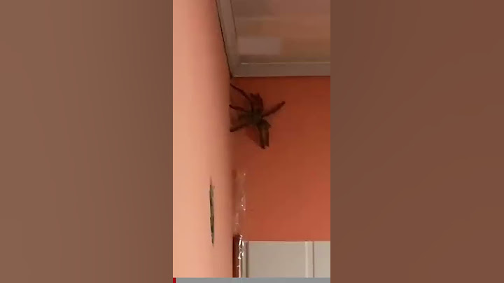 Biggest Spider I’ve ever seen! #shorts