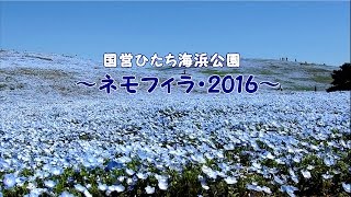 ひたち海浜公園 ~ネモフィラ・2016~ ネモフィラの丘 検索動画11 ひたち海浜公園 ~ネモフィラ・2016~ ネモフィラの丘 検索動画 11