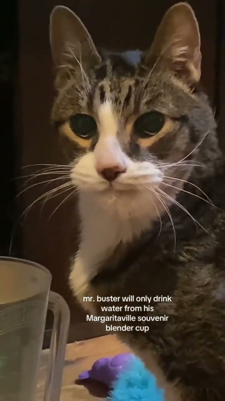 Luhh Kittyo like yup my favorite