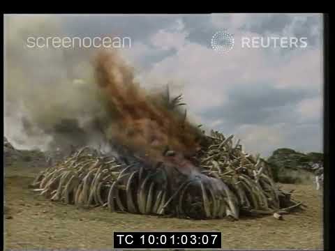 When MOI burned THREE MILLION DOLLARS worth of IVORY TUSKS IN A CAMPAIGN TO SAVE THE ELEPHANT