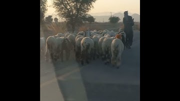 Sheeps on road side | Sheeps #SheepsOnRoadSide #SheepWith Shepherd #Short #Video #Viral