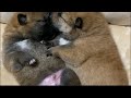 お腹の中の柴犬