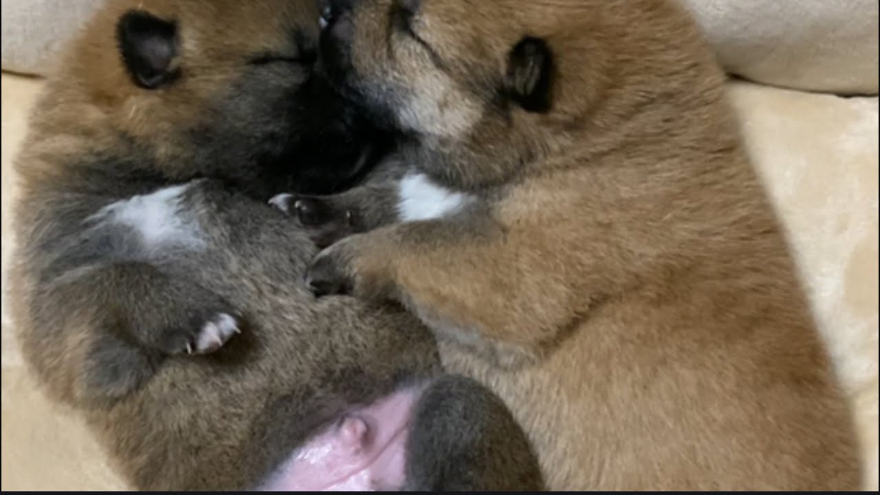 お腹の中の柴犬