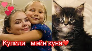 КОТЁНОК МЭЙН КУН ОТ МЕСЯЦА ДО ЧЕТЫРЁХ. КУПИЛИ МЭЙН КУНА!❤️НАШ НОВЫЙ ЧЛЕН СЕМЬИ❤️