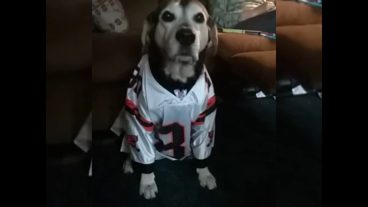 bengals dog jersey