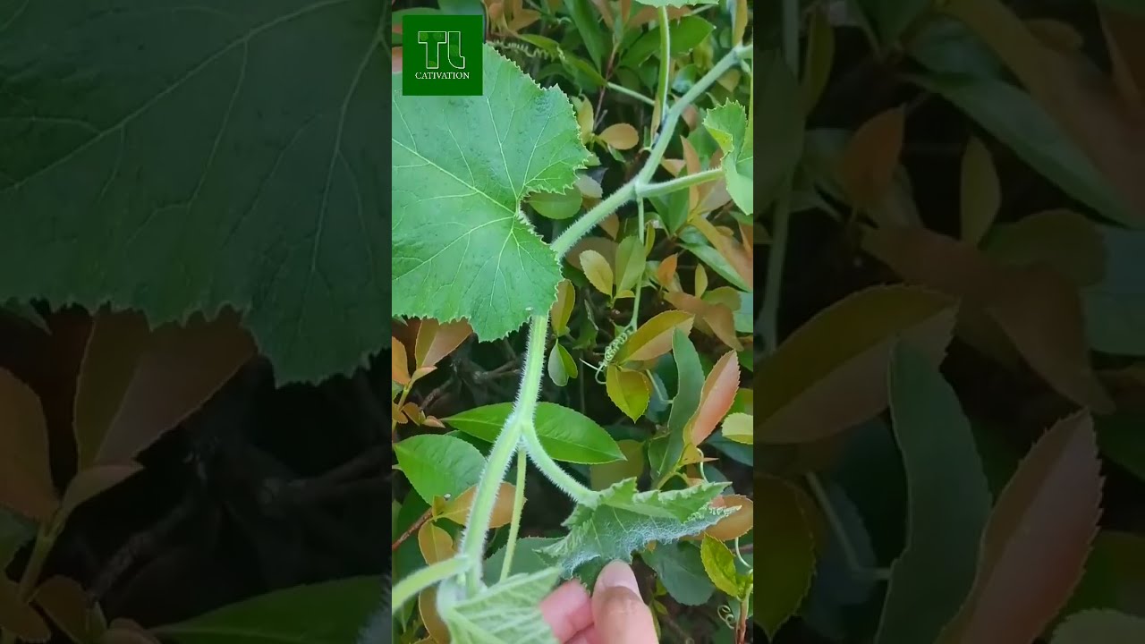 Ideas to increase crop yields to reduce daily expenses​​| TI Cultivation 