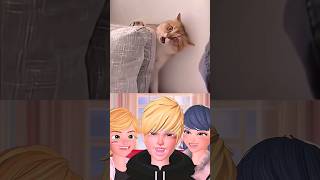 A cat's funny reaction #tiktok #catnap #funnyshorts #edit