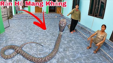 Cuộc Gọi Khẩn Cấp Của Bà Cụ 60 Tuổi Phát Hiện 2 Con Rắn Hổ Mang Bò Vào Trong Bếp