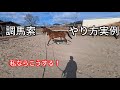 調馬索のやり方実例　合図と馬の反応【乗馬・馬術】【HorseCommunicationJapan】