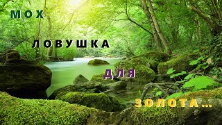 видео: Мох Ловушка Для Золота. картинка: Мох Ловушка Для Золота.
