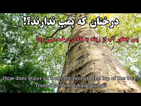 طریقه انتقال آب از ریشه به بالای درخت یا اندام های هوایی     