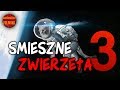 Śmieszne zwierzęta 🔥 słodkie zwierzęta 🔥 zabawne psy i śmieszne koty #3 🔥 2018 🔥