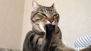 Is This Paw Delicious?Funny Cats and Dogs video V53