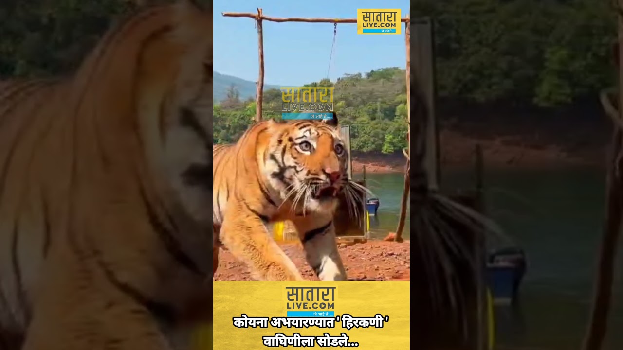 कोयना अभयारण्यात ' हिरकणी 'वाघिणीला सोडले...