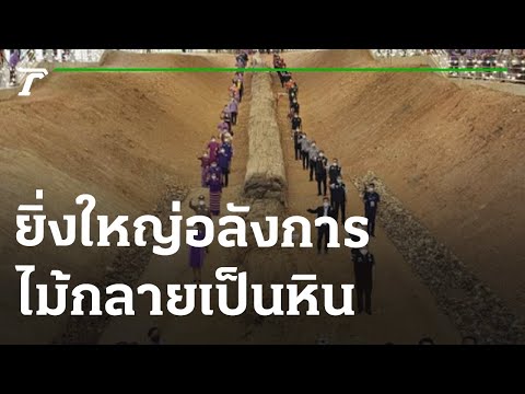 วีดีโอ: 6 วิธีที่งบประมาณเป็นมิตรกับสุนัขของคุณ