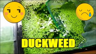 One of the Best and the Worst Live Aquarium Plants is Duckweed. This is a plant that grows so quickly, it is a terrific water purifier 