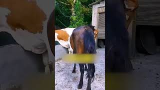 Raising Horses Every Day – Simple Country Life 41
