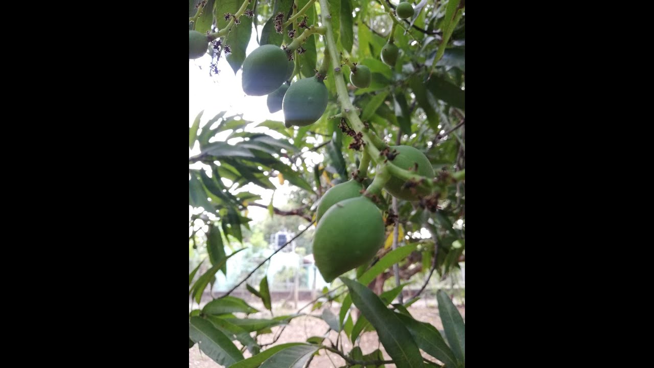 El Salvador Mangos De Agua Y M S Youtube