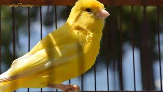 canary singing video  the best canary training song 40 minutes