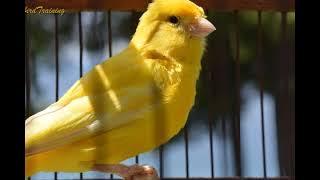 canary singing video - the best canary training song 40 minutes