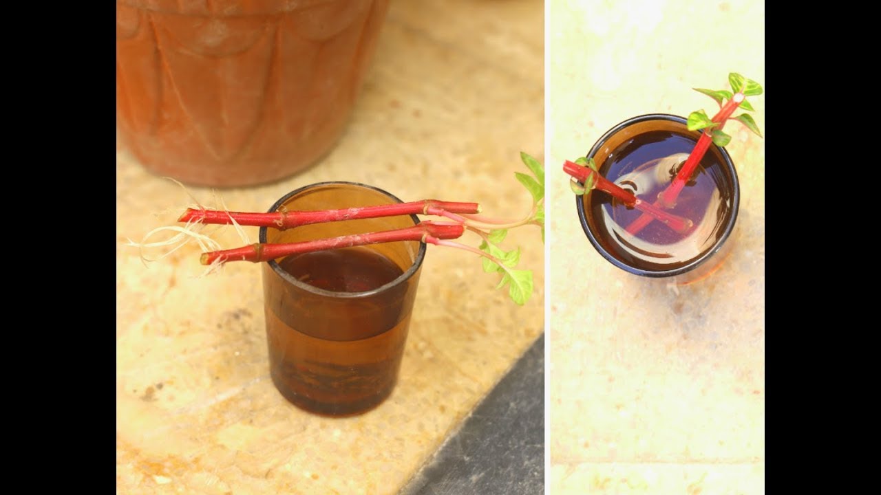 Summer Plant Iresine Propagation Rooting Cuttings In Water Urdu