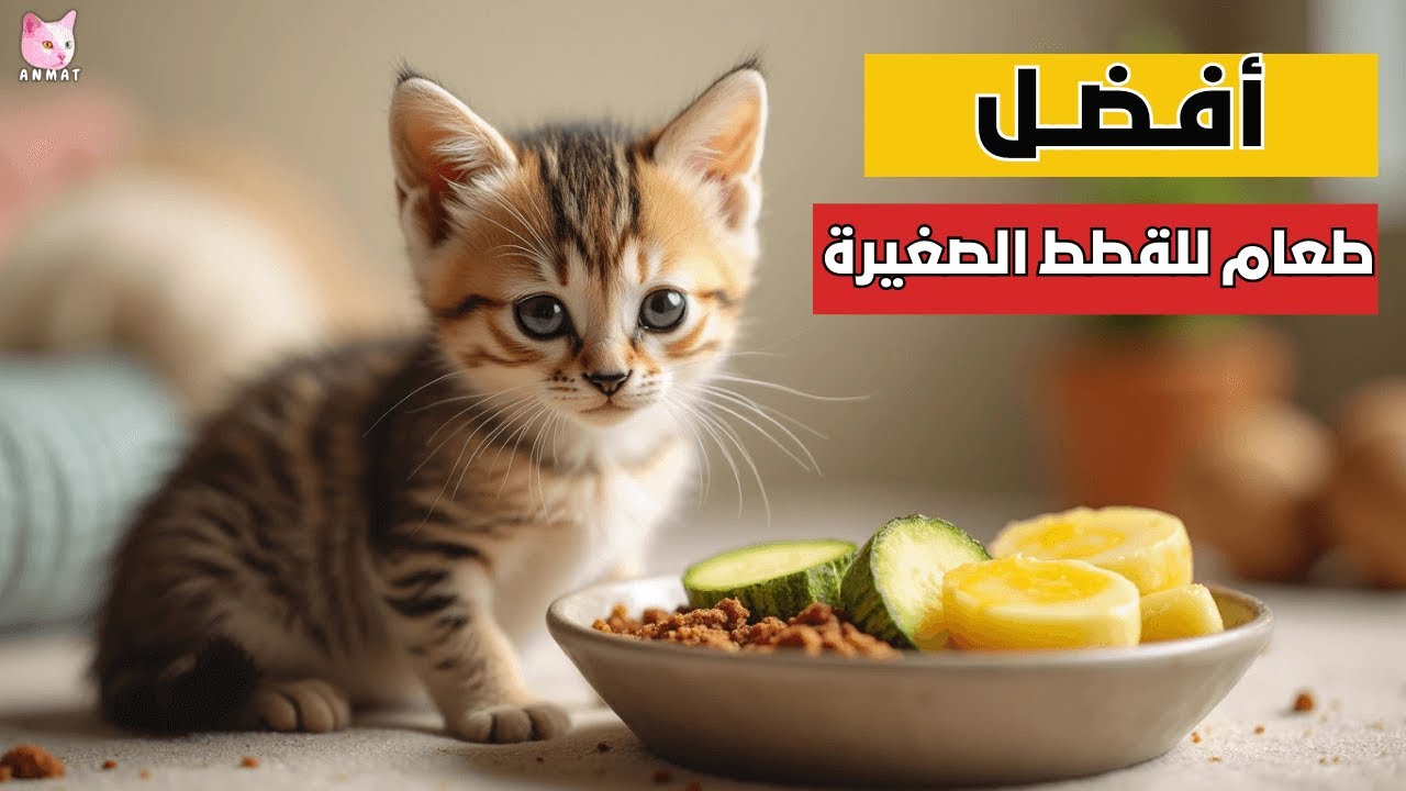 ماذا تأكل القطط الصغيرة؟ 🐾 جدول تغذية القطط من عمر شهر الى شهرين:افضل اكل للقطط