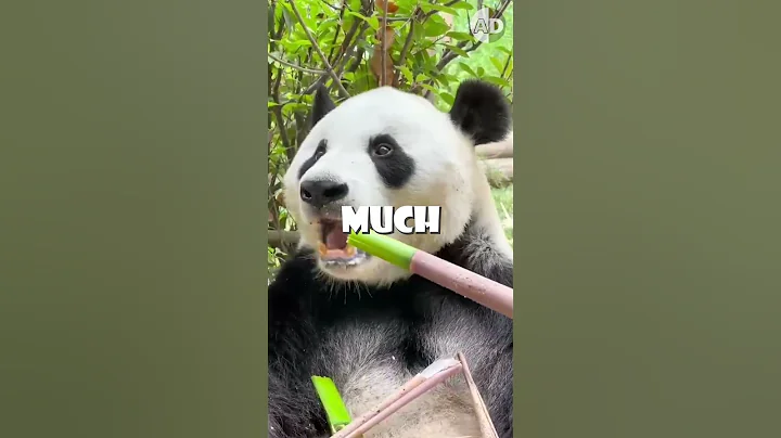 Zookeepers Secret Strategy to Save Twin Panda Cubs