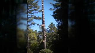 best-Cape-Cod-tree-removal-cutters-fellers-company-service-Harwich-Brewster-Chatham-Orleans-MA