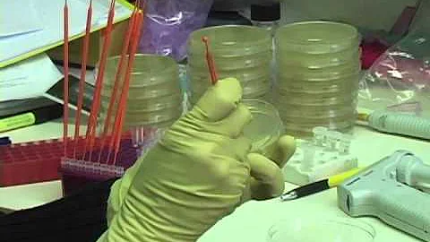 Expert on the Spot: Gene Regulation and Cancer