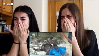 Monke fall (Live reaction)
