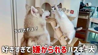 [Tone-deaf!] A howling chorus by the three Husky sisters!