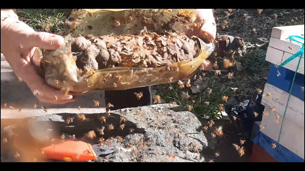 78. De la botella a la caja tecnificada, trasiego de Scaptotrigona pectoralis