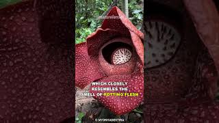 The Corpse Flower