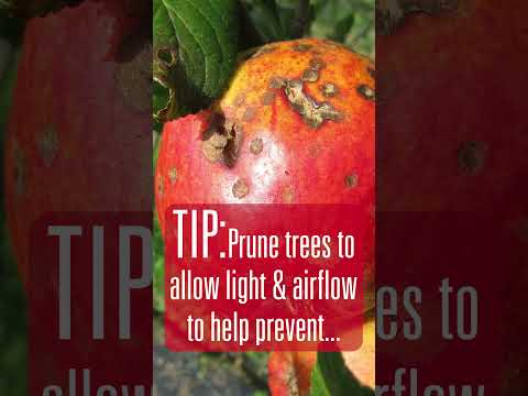Video: Močiar jablčný: kontrolné opatrenia, prevencia a odporúčania