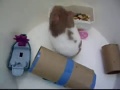 Hamster Recordando momentos 6