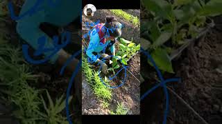 4346- Banana Farming Video Salah From Dr BALRAM KISAN 9425738222 केला खेती किसान पाठशाला