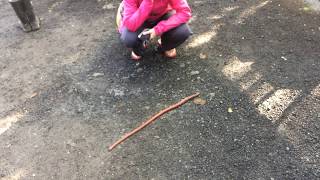 Giant Earthworm, Rhinodrilus fafner
