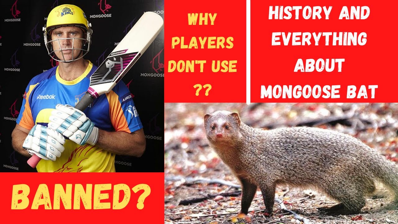 History of Mongoose Bat is mongoose bat banned? everything about