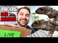 My subscriber sent me 2 Red-eyed crocodile skinks! REPTILE UNBOXING