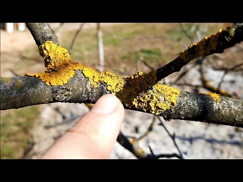 De ce apar lichenii ! Combaterea  lichenilor la pomii fructiferi!