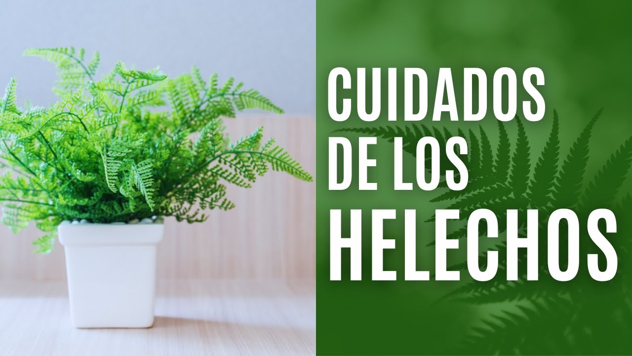 テラスや庭用の10種類のシダ ガーデニングオン