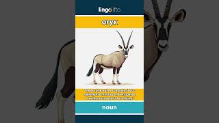 🇬🇧 Oryx Meaning : Flash Card : Learn English Vocabulary
